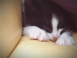 Cute Kitten Kneading On Sofa GIF