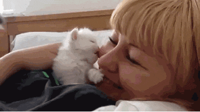 Cute Kitten Lick Nose GIF