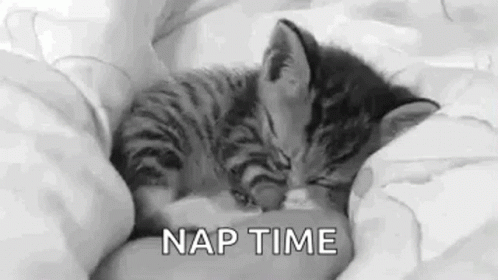 Cute Kitten Nap Time GIF