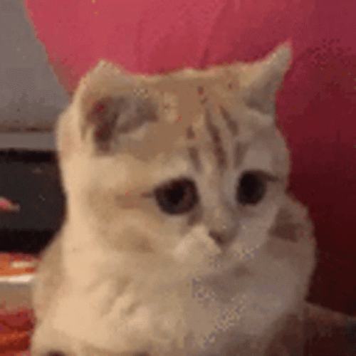 Cute Kitten Nodding So Fast GIF