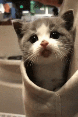 Cute Kitten Playing Peekaboo GIF