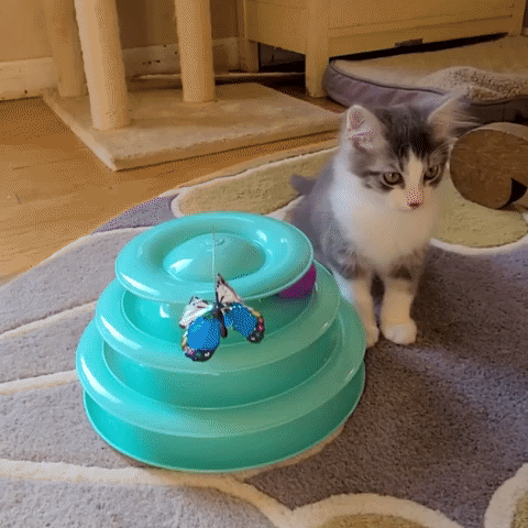 Cute Kitten Playing With Puzzle Toy GIF