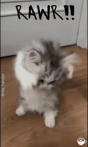 Cute Kitten Rawr GIF