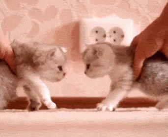 Cute Kitten Reactions On Head Boops GIF