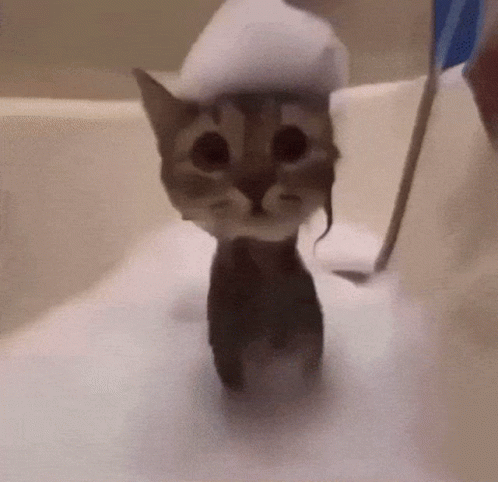 Cute Kitten Receives Bubble Bath GIF
