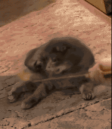 Cute Kitten Shocked Reaction GIF