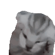 Cute Kitten Stressing Out GIF