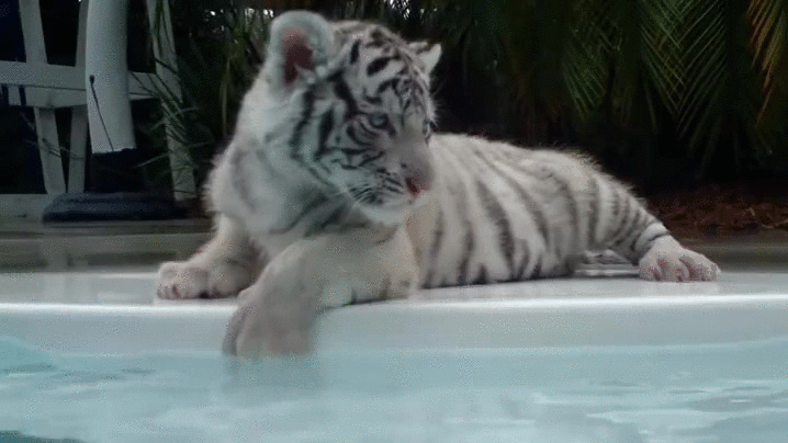 Cute Kitten Tiger At Poolside GIF