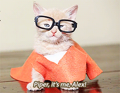 Cute Kitten Wearing Eyeglasses GIF