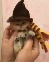 Cute Kitten Wearing Sorting Hat GIF