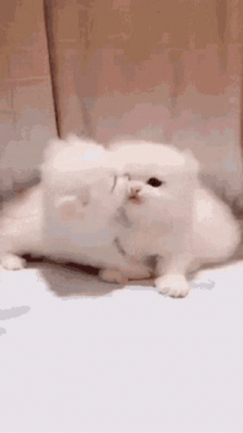Cute Kittens Big Kiss GIF