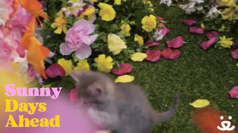 Cute Kittens' Day Out On The First Day Of Spring GIF