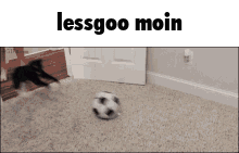 Cute Kitty Playing Futbol GIF