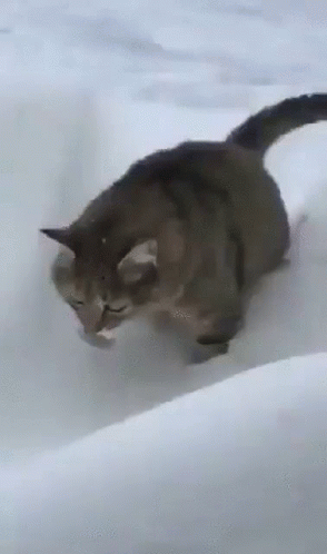 Cute Kitty Snow Stroll Disappearing GIF