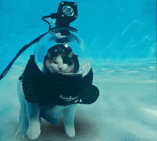 Cute Kitty Underwater GIF