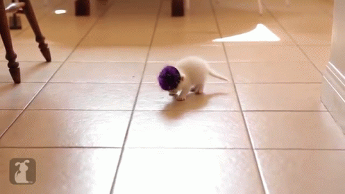 Cute Kitty Wearing Tinfoil Party Hat GIF