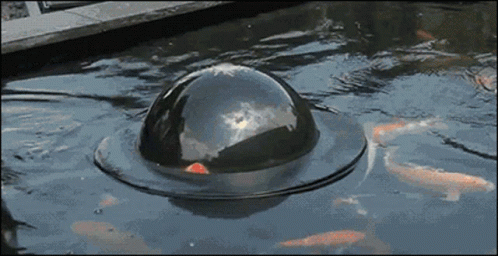 Cute Koi Fish Peeking GIF