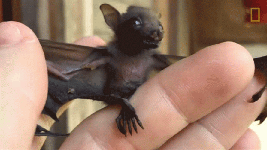 Cute Little Baby Bat Yawning GIF