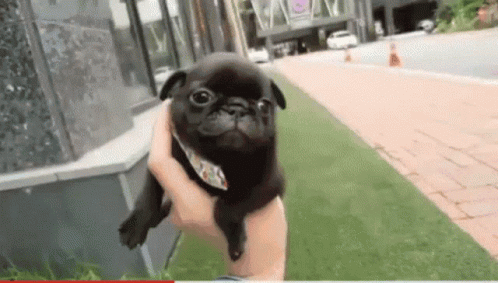 Cute Little Baby Pug GIF