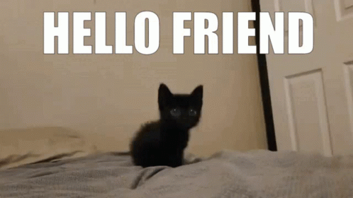 Cute Little Black Cat Hello Friend Meme GIF