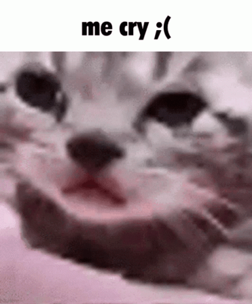 Cute Little Cat Crying Meme GIF