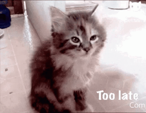 Cute Little Cat Sleeping Too Late GIF