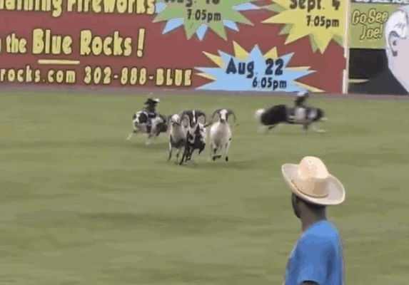 Cute Little Cowboy Monkey Rides GIF