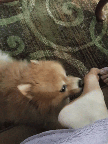 Cute Little Dog Foot Fetish GIF