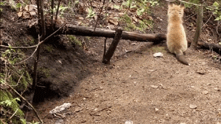 Cute Little Foxes Playing And Mingling GIF