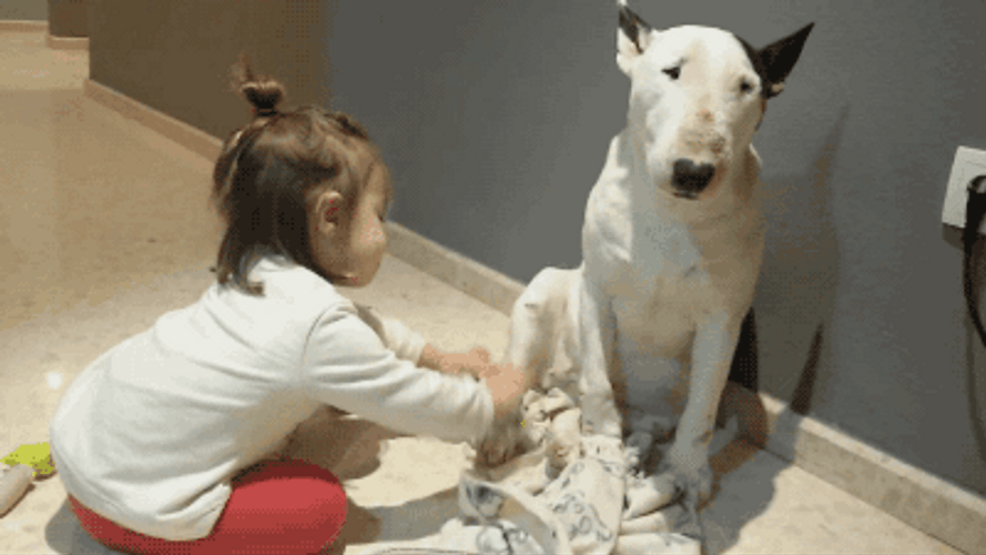 Cute Little Girl Playing With Dog GIF
