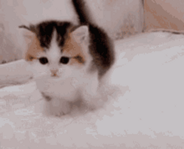 Cute Kitty Cat GIF