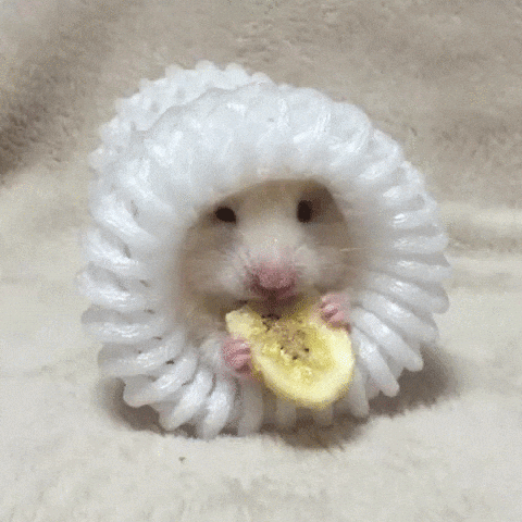 Cute Little Mouse Eating Chip GIF