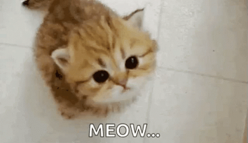 Cute Little Orange Cat Meow GIF