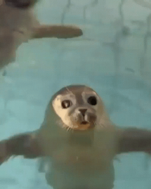 Cute Little Seal Floating On The Water GIF