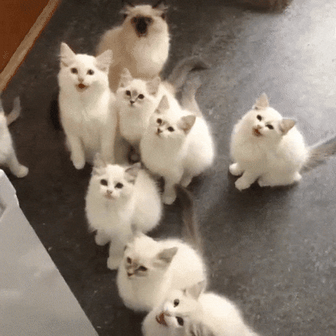 Cute Little Smurf Cat Meme GIF