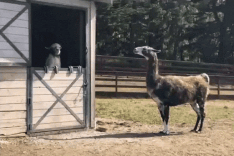 Cute Llama Interaction GIF