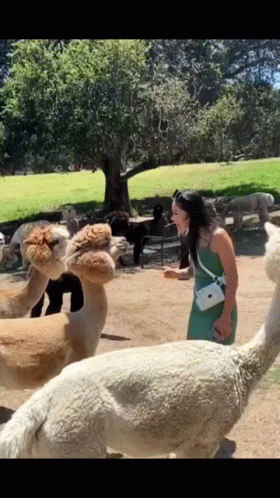 Cute Llama Lady Interaction GIF