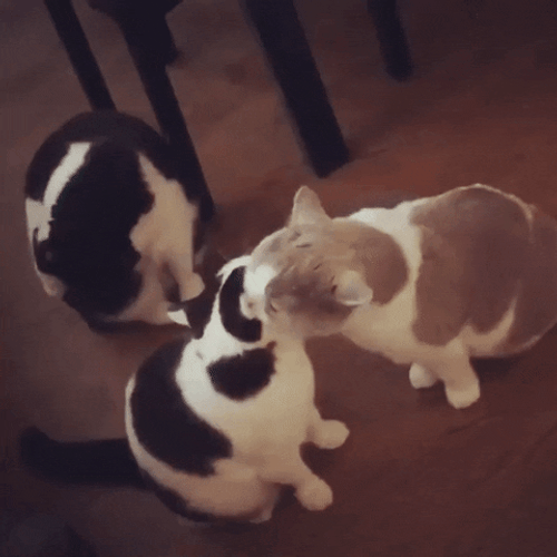 Cute Love Cats Playing GIF