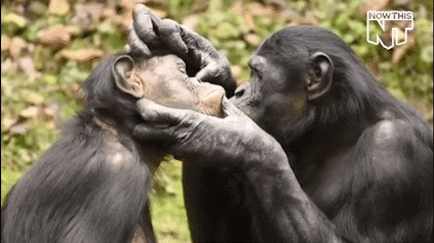 Cute Love Chimpanzee GIF
