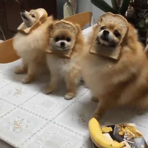 Cute Love Dogs Toast Costume GIF