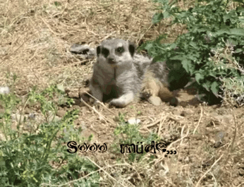 Cute Meerkat Relaxing On The Ground GIF