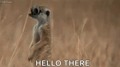 Cute Meerkat Wobbly Eyes Hello There GIF