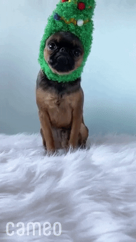 Cute Chihuahua Merry Christmas GIF