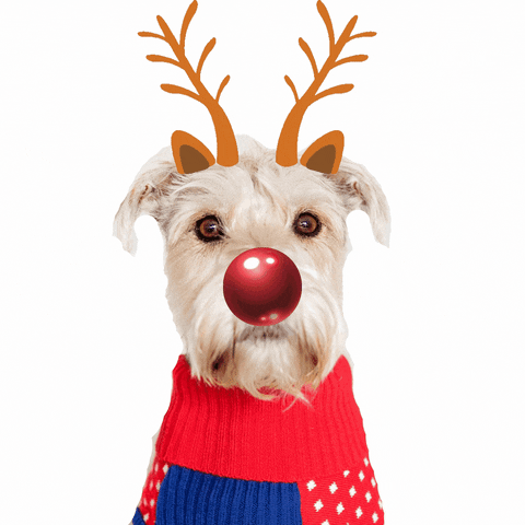 Cute Dog Merry Christmas GIF