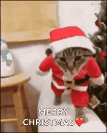 Cute Merry Christmas Wishes Cat Claus GIF