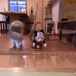 Cute Mickey Mouse Catwalk GIF