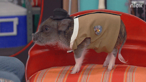 Cute Mini Pig Nose Boop Pat GIF