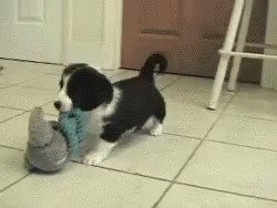 Cute Mischievous Border Collie Puppies Playing GIF