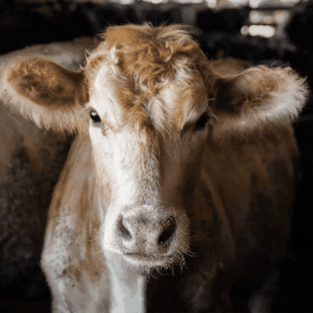 Cute Monday Bull GIF