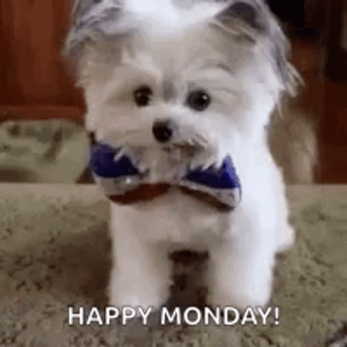 Cute Monday High Five Puppy GIF